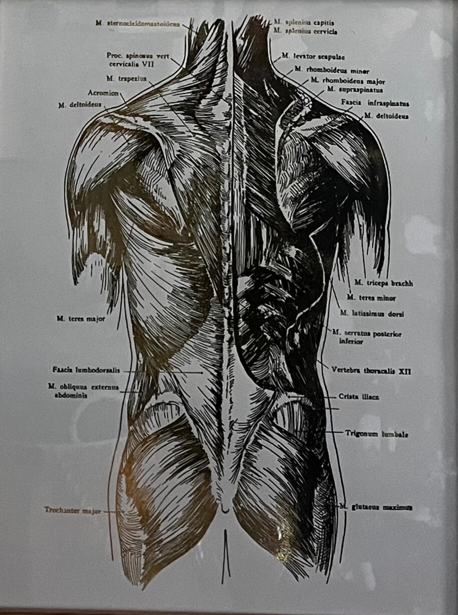 Posterior Trunk Anatomy Portrait An anatomy portrait of the posterior trunk of the body from the neck to the hip. The poster shows the different muscle layers, superficial to deep.